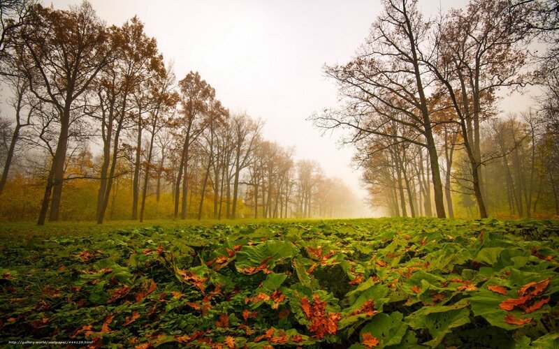 Autumn Forest Path — Green, Misty, Photograph