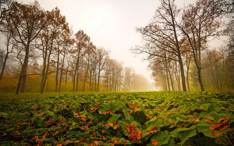 Autumn Forest Path — Green, Misty, Photograph, Trees, Fog, Leaves