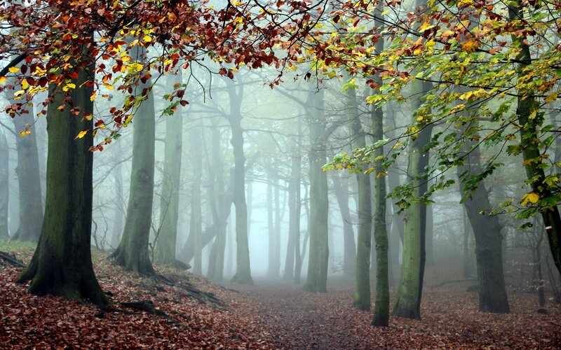 Autumn Forest Path — Green, Misty, Photograph, Trees, Fog