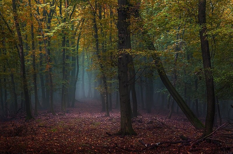 Autumn Forest Path — Green, Misty, Photograph, Trees