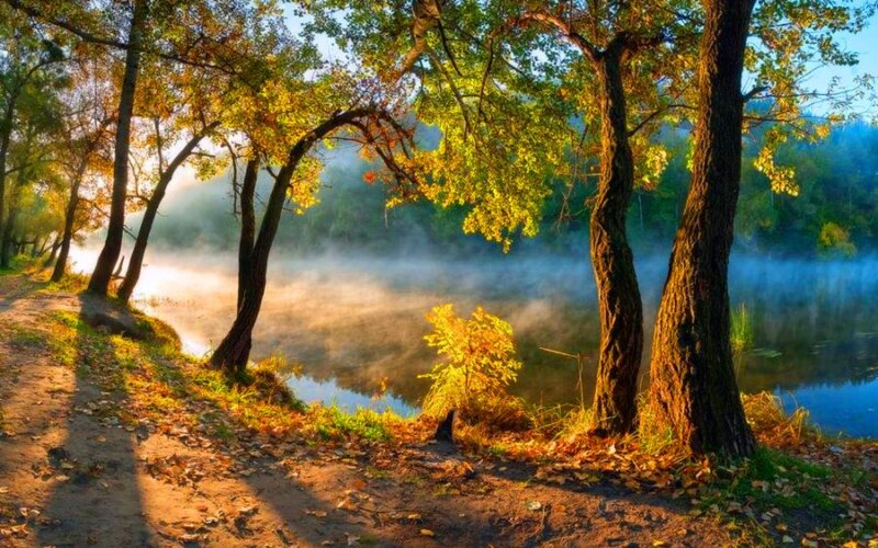 Autumn Forest Path — Green, Serene, Morning, Photograph