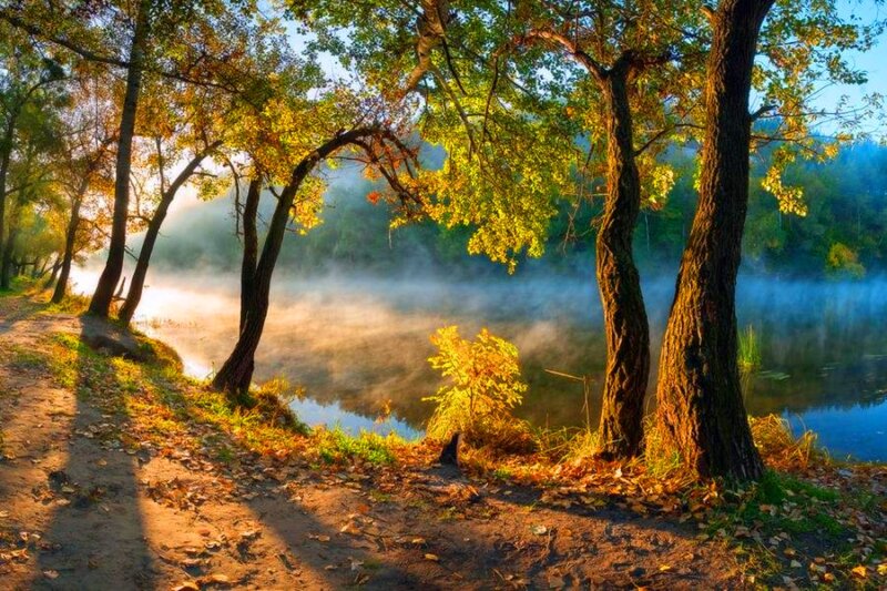 Autumn Forest Path — Green, Serene, Morning
