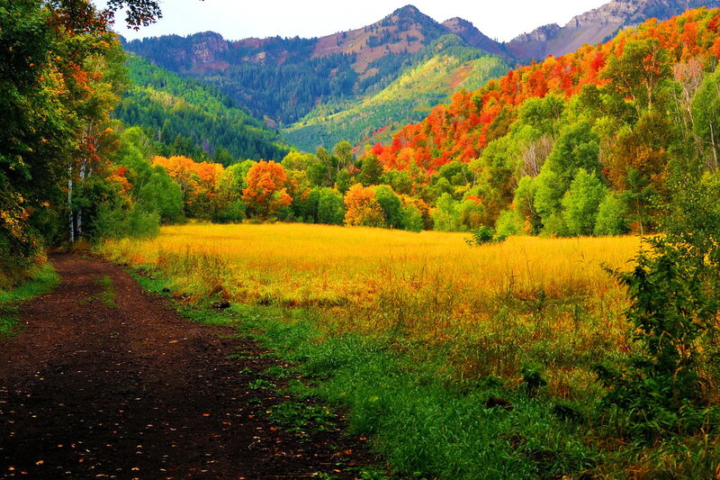 Autumn Forest Path — Green, Serene, Photograph, Mountain