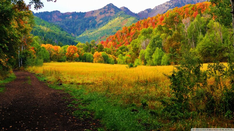 Autumn Forest Path — Green, Serene, Photograph, Mountains, Field