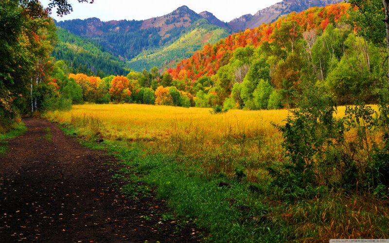 Autumn Forest Path — Green, Serene, Photograph, Mountains