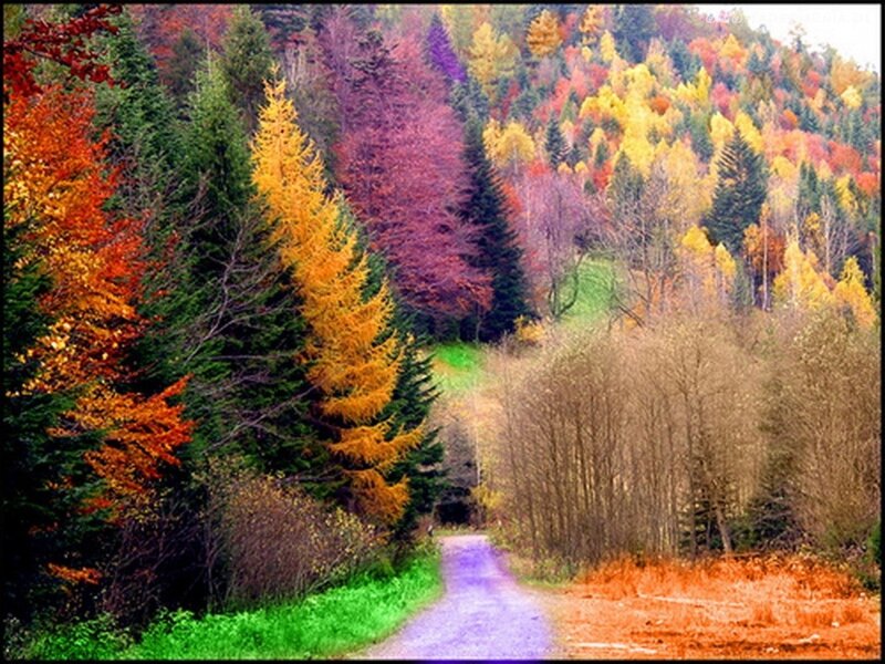 Autumn Forest Path — Green, Serene, Photograph