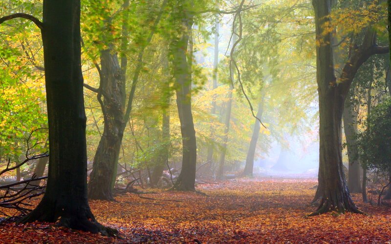 Autumn Forest Path — Green, Serene, Photograph, Trees, Fallen Leaves, Fog