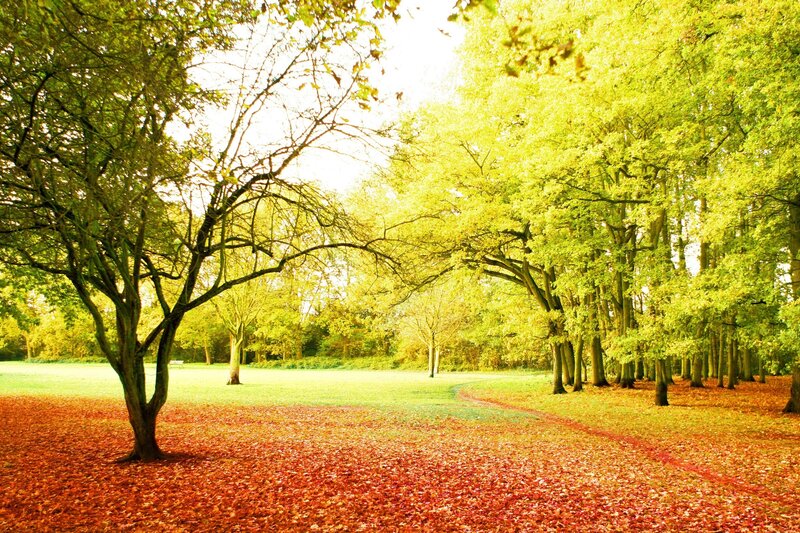 Autumn Forest Path — Green, Serene, Photograph, Trees, Fallen Leaves, Grass