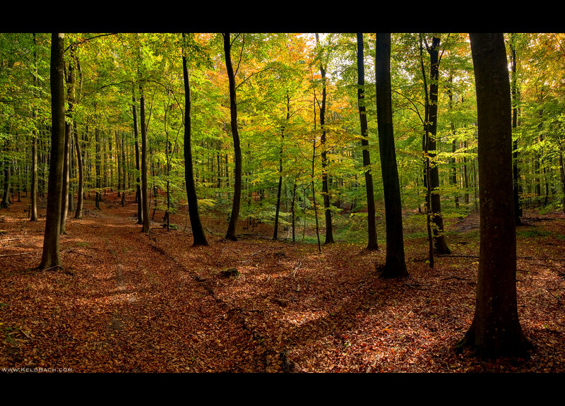 Autumn Forest Path — Green, Serene, Photograph, Trees, Fallen Leaves, Sunlight