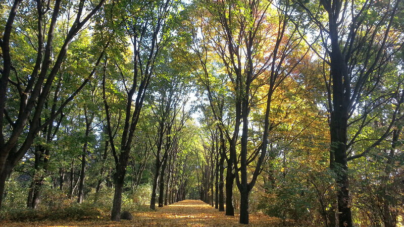 Autumn Forest Path — Green, Serene, Photograph, Trees, Fallen Leaves