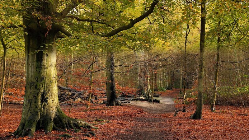 Autumn Forest Path — Green, Serene, Photograph, Trees, Fallen Leaves, Trail