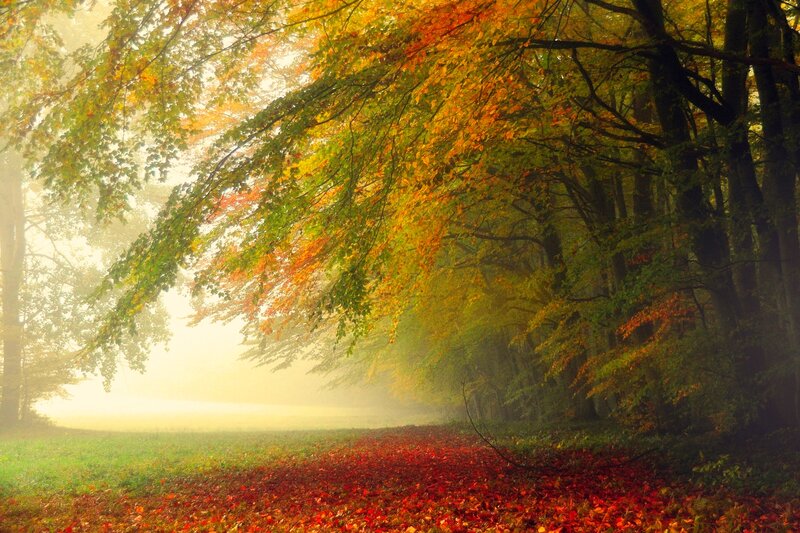 Autumn Forest Path — Green, Serene, Photograph, Trees, Fog, Leaves