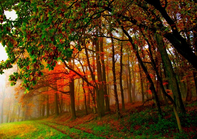 Autumn Forest Path — Green, Serene, Photograph, Trees, Fog