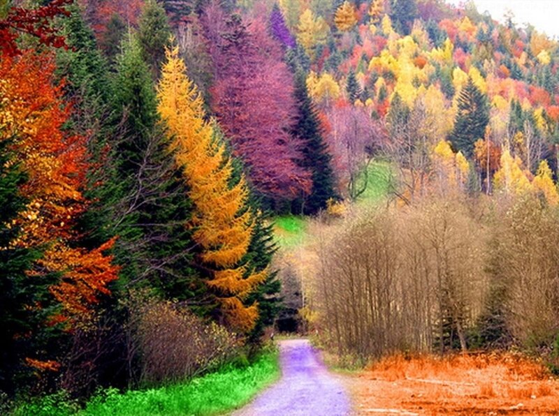Autumn Forest Path — Green, Serene, Photograph, Trees, Hillside