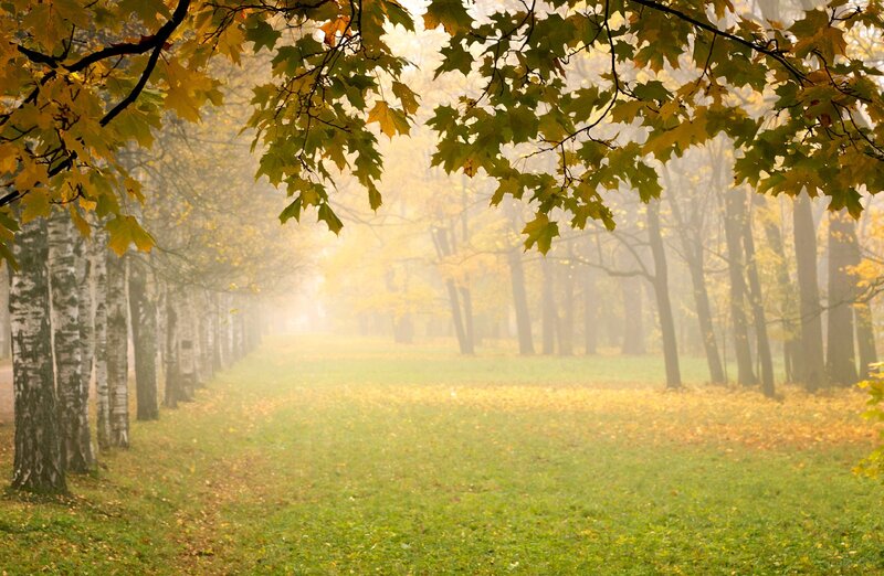 Autumn Forest Path — Green, Serene, Photograph, Trees, Leaves, Fog