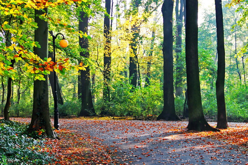 Autumn Forest Path — Green, Serene, Photograph, Trees, Leaves, Lamp Post