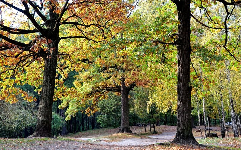 Autumn Forest Path — Green, Serene, Photograph, Trees, Leaves