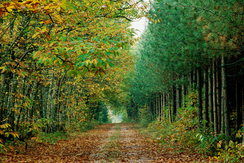 Autumn Forest Path — Green, Serene, Photograph, Trees, Leaves, Yellow