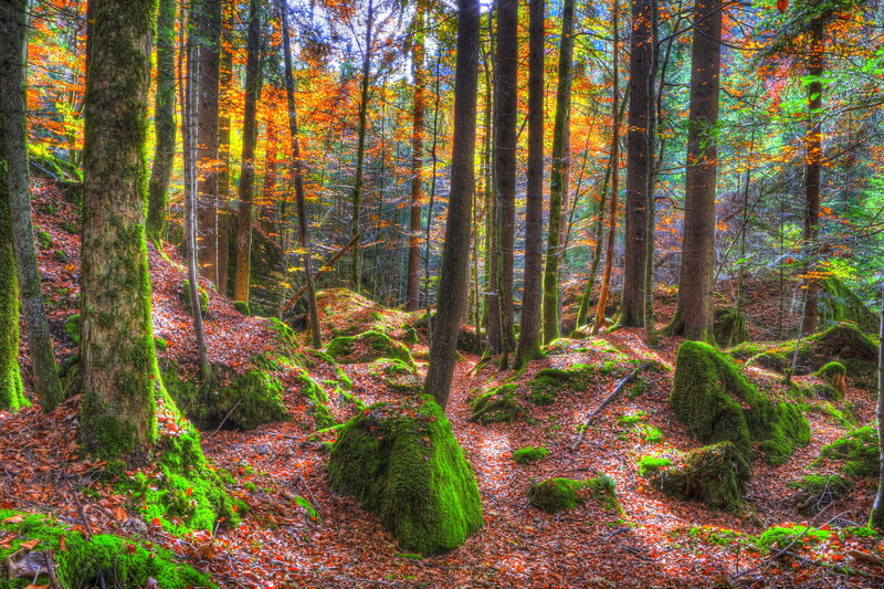 Autumn Forest Path — Green, Serene, Photograph, Trees, Moss, Fallen Leaves