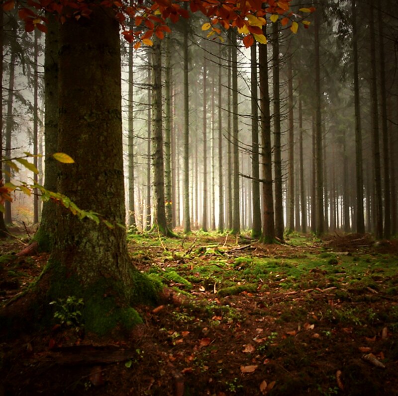 Autumn Forest Path — Green, Serene, Photograph, Trees, Moss