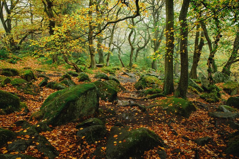 Autumn Forest Path — Green, Serene, Photograph, Trees, Rocks