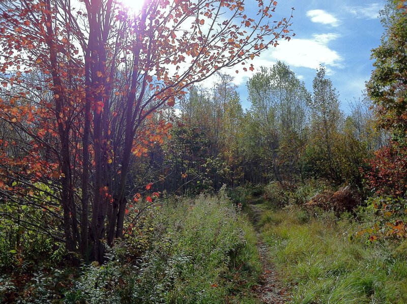 Autumn Forest Path — Green, Serene, Photograph, Trees, Sky