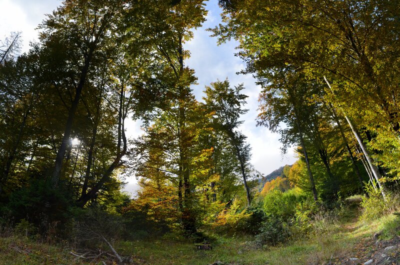 Autumn Forest Path — Green, Serene, Photograph, Trees, Sunlight