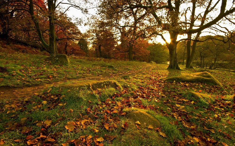 Autumn Forest Path — Green, Serene, Sunset, Photograph