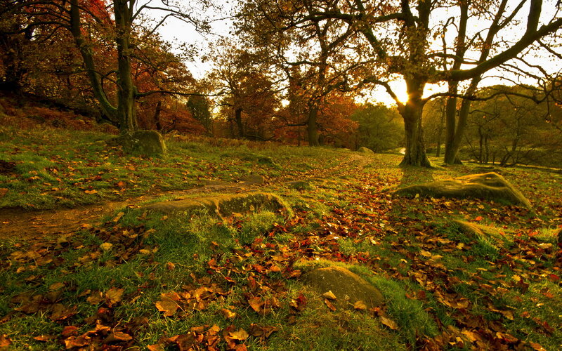 Autumn Forest Path — Green, Serene, Sunset
