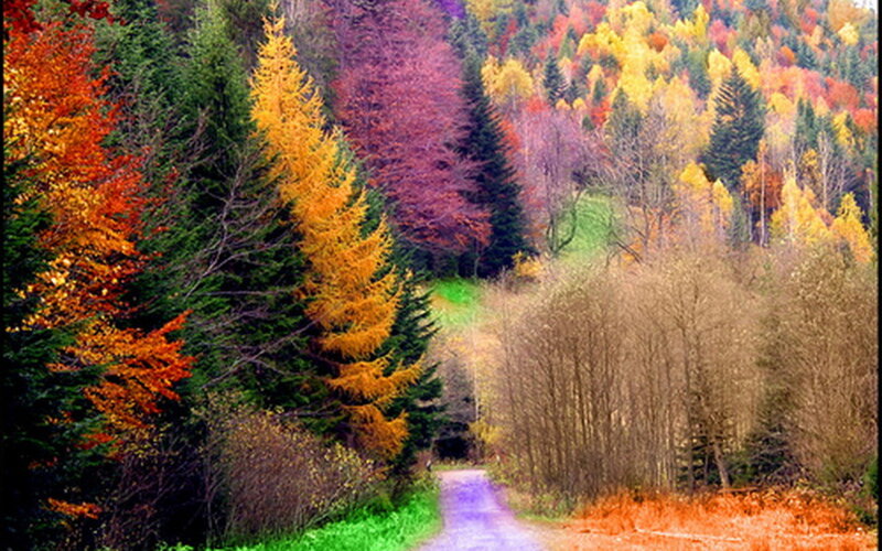 Autumn Forest Path — Green