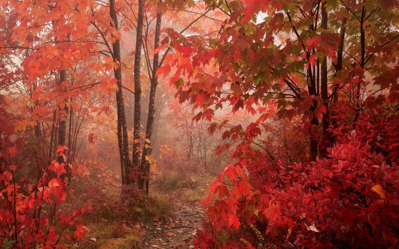 Autumn forest path in mist
