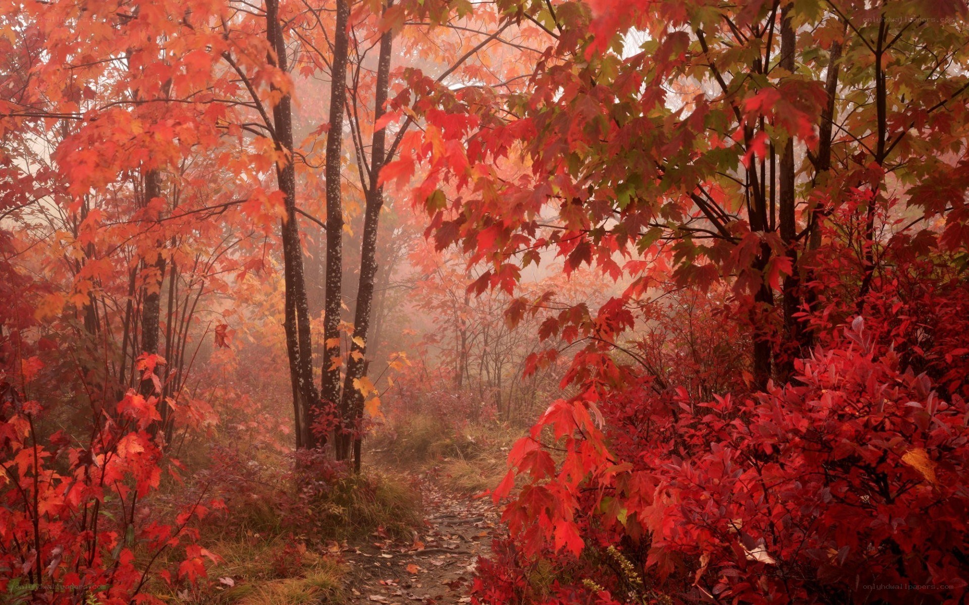 Autumn forest path in mist