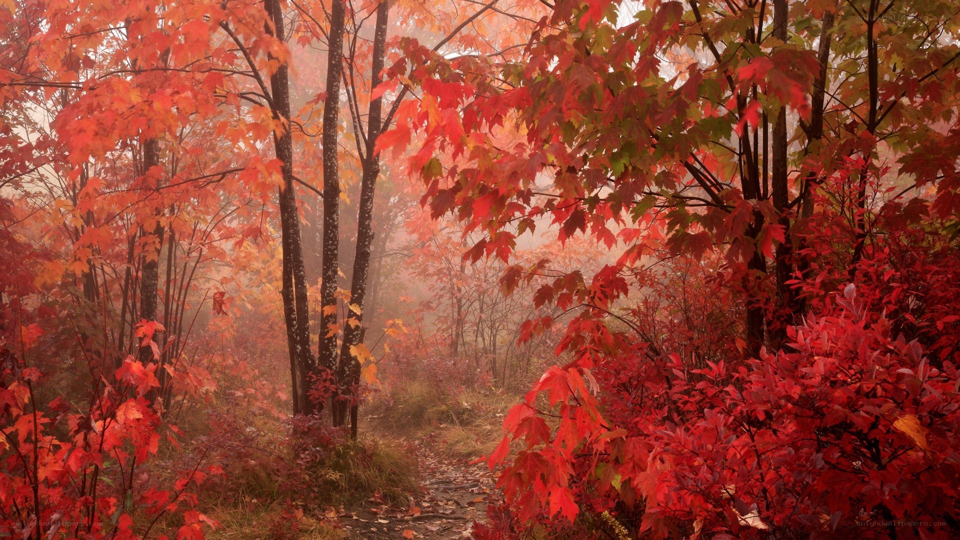 Autumn forest path in mist