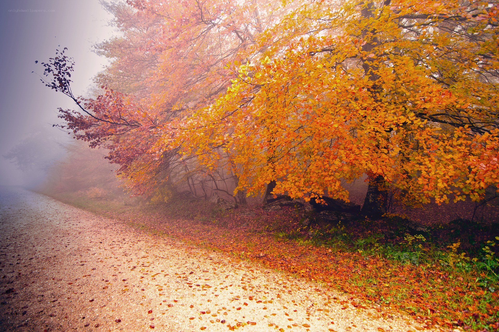 Autumn forest path in mist