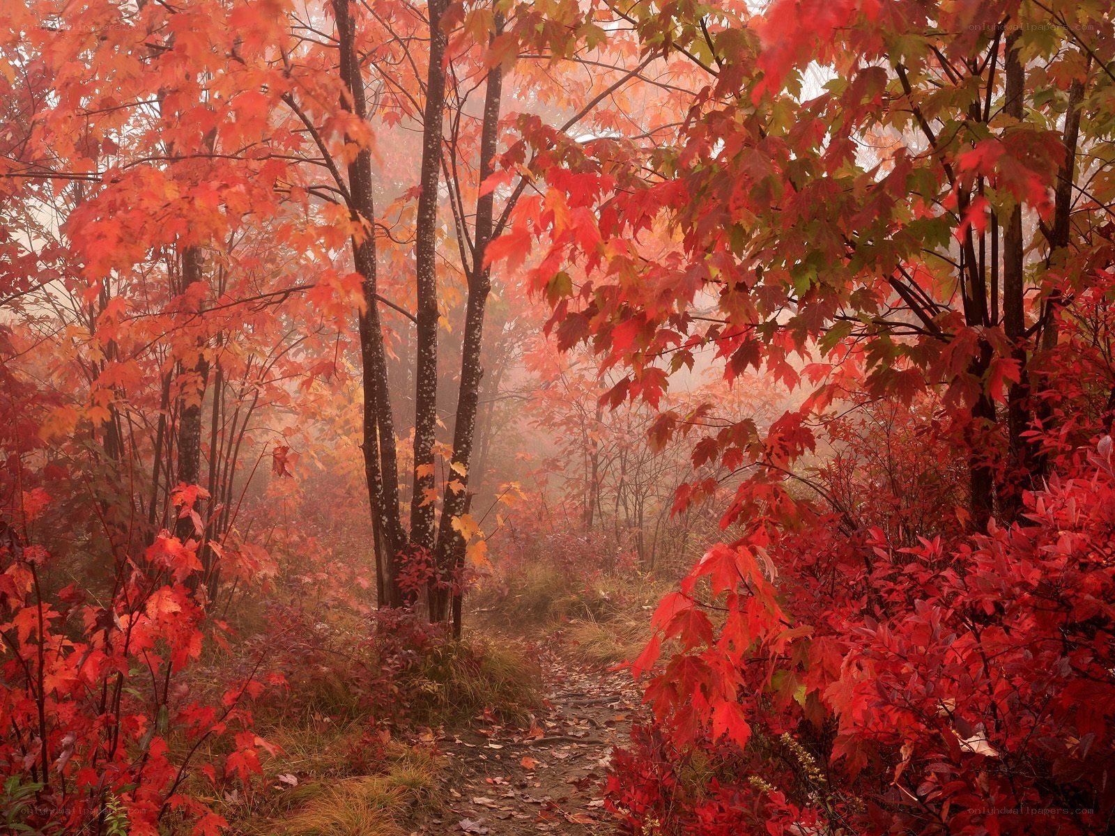 Autumn forest path in mist