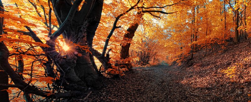 Autumn Forest Path — Orange, Brown