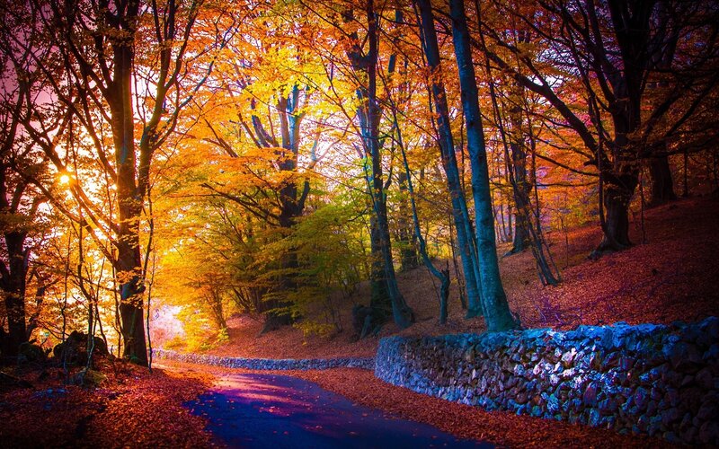 Autumn Forest Path — Orange, Dramatic, Photograph