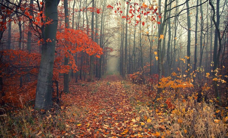Autumn Forest Path — Orange, Gray