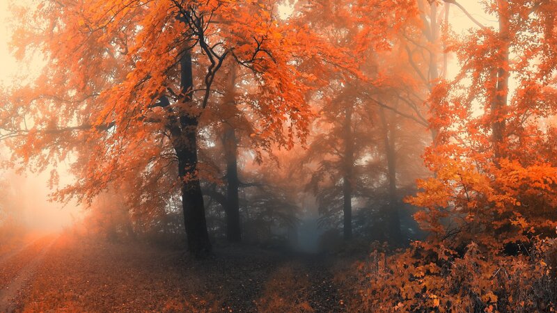 Autumn Forest Path — Orange, Misty, Photograph