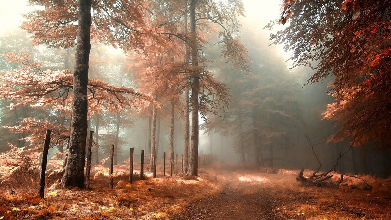 Autumn Forest Path — Orange, Misty, Photograph, Trees, Fog, Fence