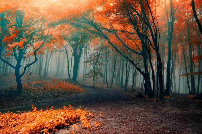 Autumn Forest Path — Orange, Misty, Photograph, Trees, Fog