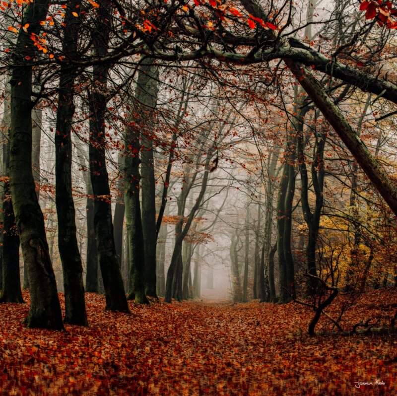 Autumn Forest Path — Orange, Misty, Photograph, Trees, Leaves