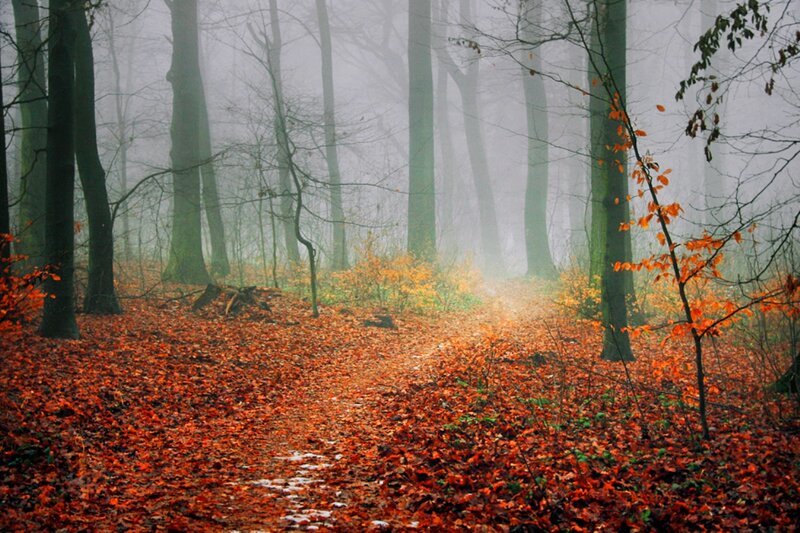Autumn Forest Path — Orange, Misty, Photograph, Trees