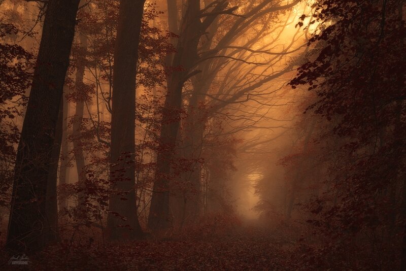 Autumn Forest Path — Orange, Mysterious