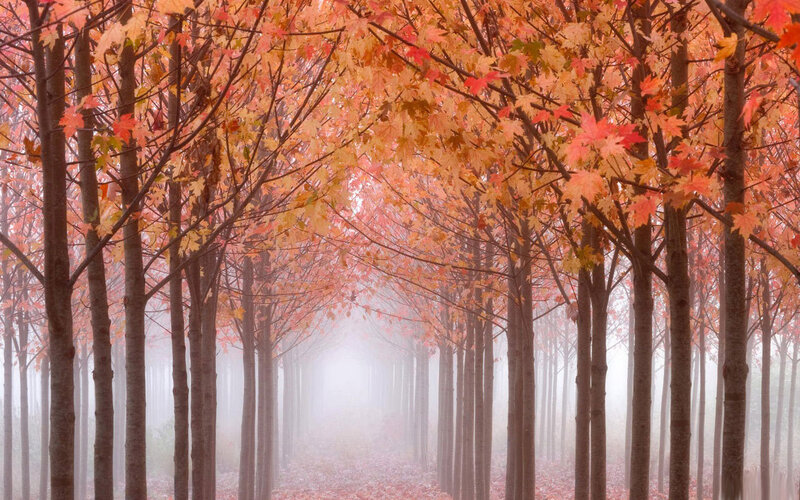 Autumn Forest Path — Orange, Red