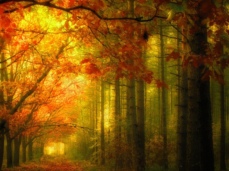 Autumn Forest Path — Orange, Serene, Digital Art