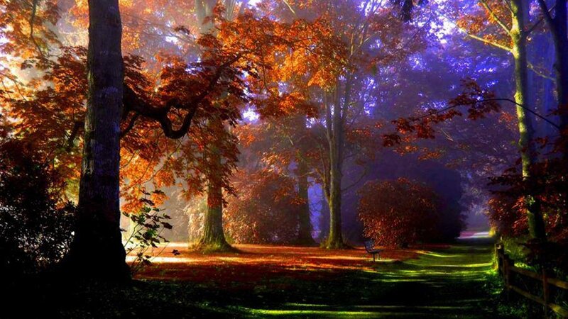 Autumn Forest Path — Orange, Serene, Digital Art, Trees, Bench, Fog