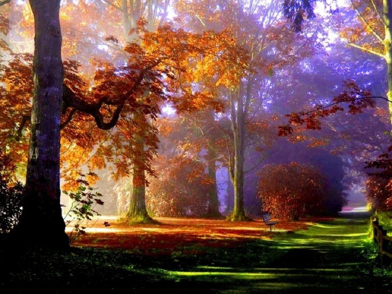 Autumn Forest Path — Orange, Serene, Digital Art, Trees, Bench
