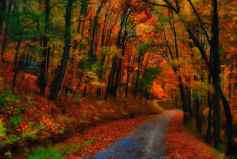 Autumn Forest Path — Orange, Serene, Digital Art, Trees, Leaves, Red