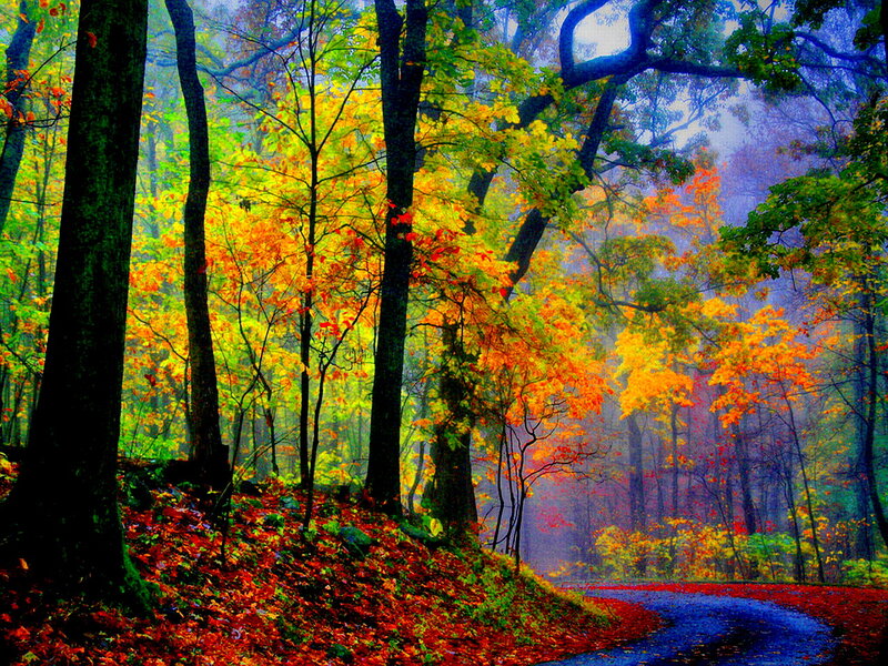 Autumn Forest Path — Orange, Serene, Digital Art, Trees, Leaves